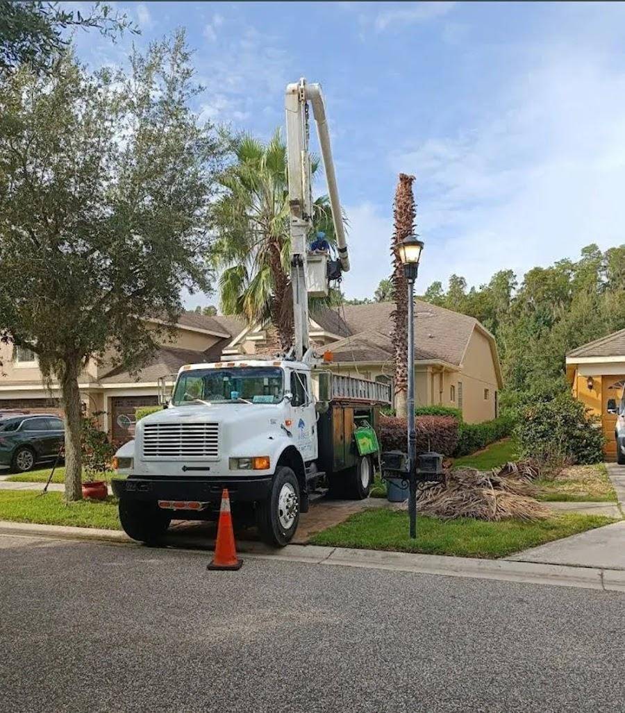 Commercial tree care and cleanup