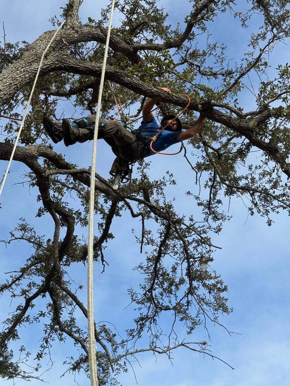 Tree trimming and cleanup work by {{business_name}}